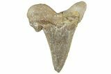 Bargain, Sokolovi (Auriculatus) Shark Tooth - Dakhla, Morocco #312648-1